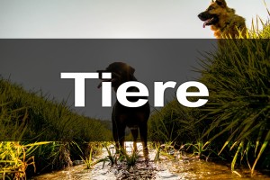 Tiere